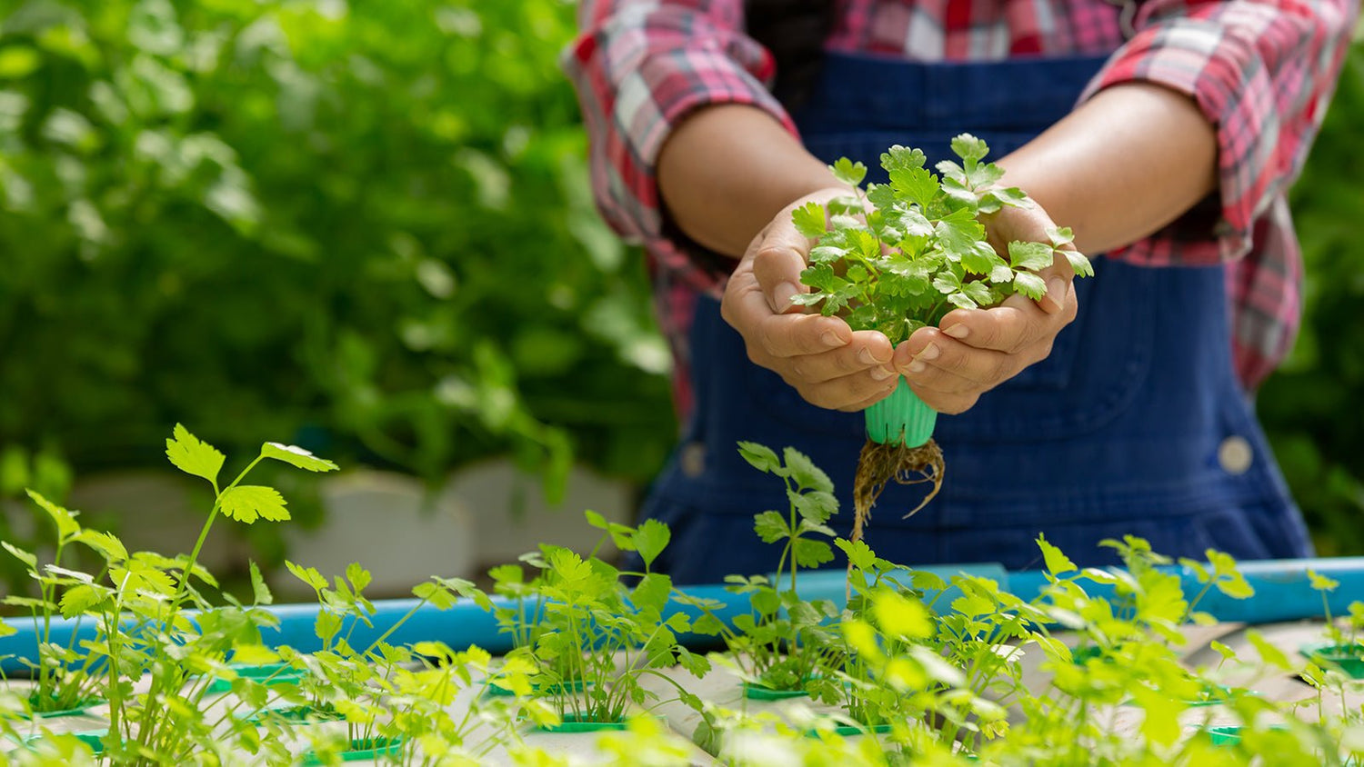 Hydroponics and Reverse Osmosis Water - Pro+Aqua