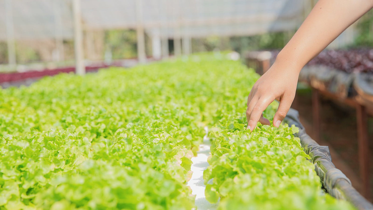 The Role of Reverse Osmosis in Aquaponics for Healthier Plants and Fish - Pro+Aqua